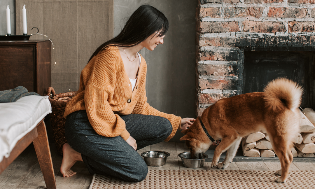 Are Probiotics Worth It for Dogs? The Real Advantages of Probiotics for Gut and Skin