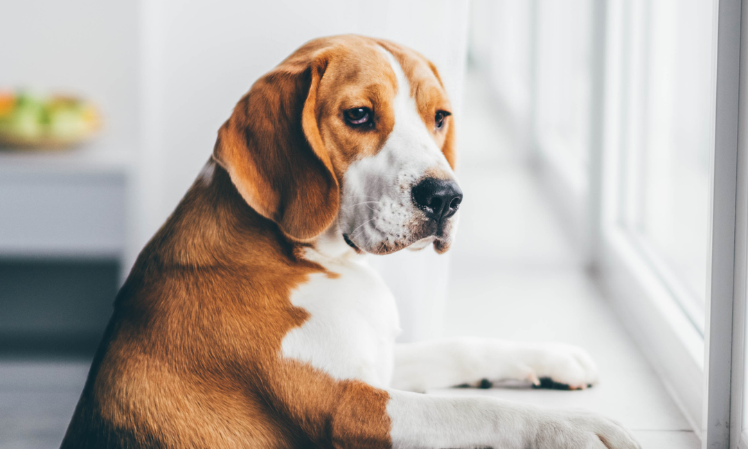 Dog Anxiety and Separation Anxiety in Dogs: Can Gut Health Supplements Help?