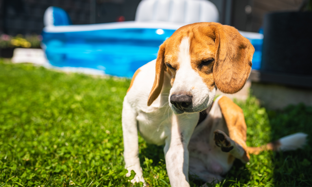 Why Beagles Are Prone to Allergies and How to Support Them with the Right Supplements