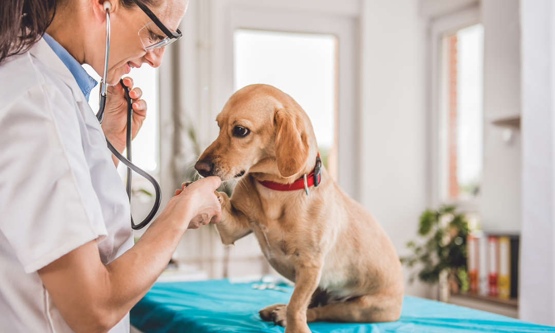 Excessive Paw Licking in Dogs: Behavioural Habit or Underlying Allergy?