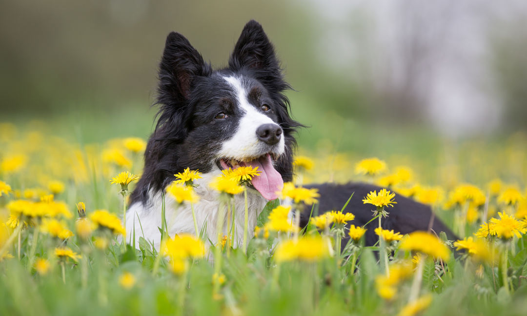 Why Dogs Get Itchy Skin in Spring and How Nutritional Support Can Help