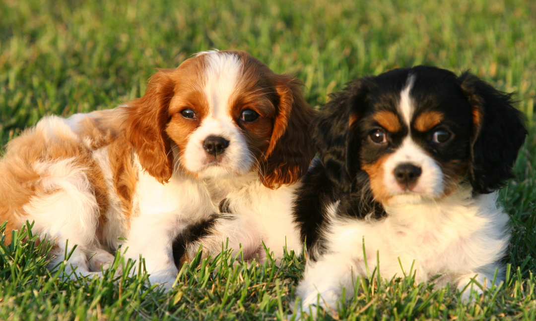 Cavalier King Charles Spaniel Wellness: Protecting the Heart, Coat and Gut Balance