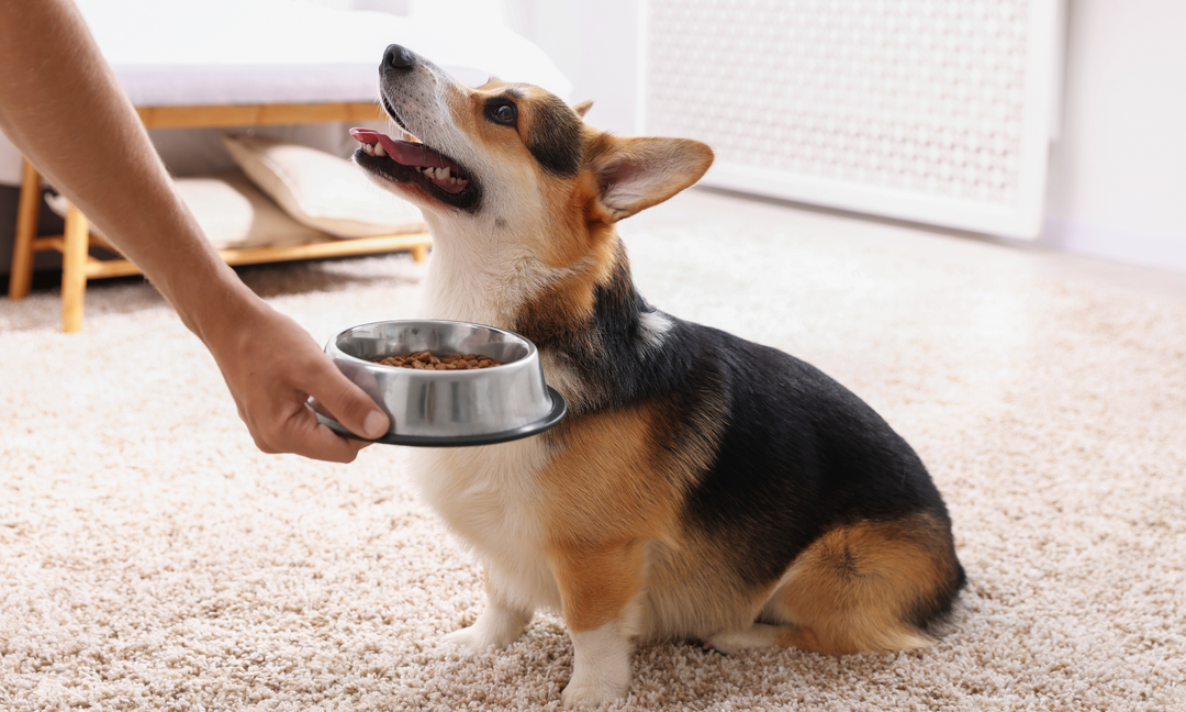 Best Practices for Giving Multivitamin Powder to Fussy Eaters
