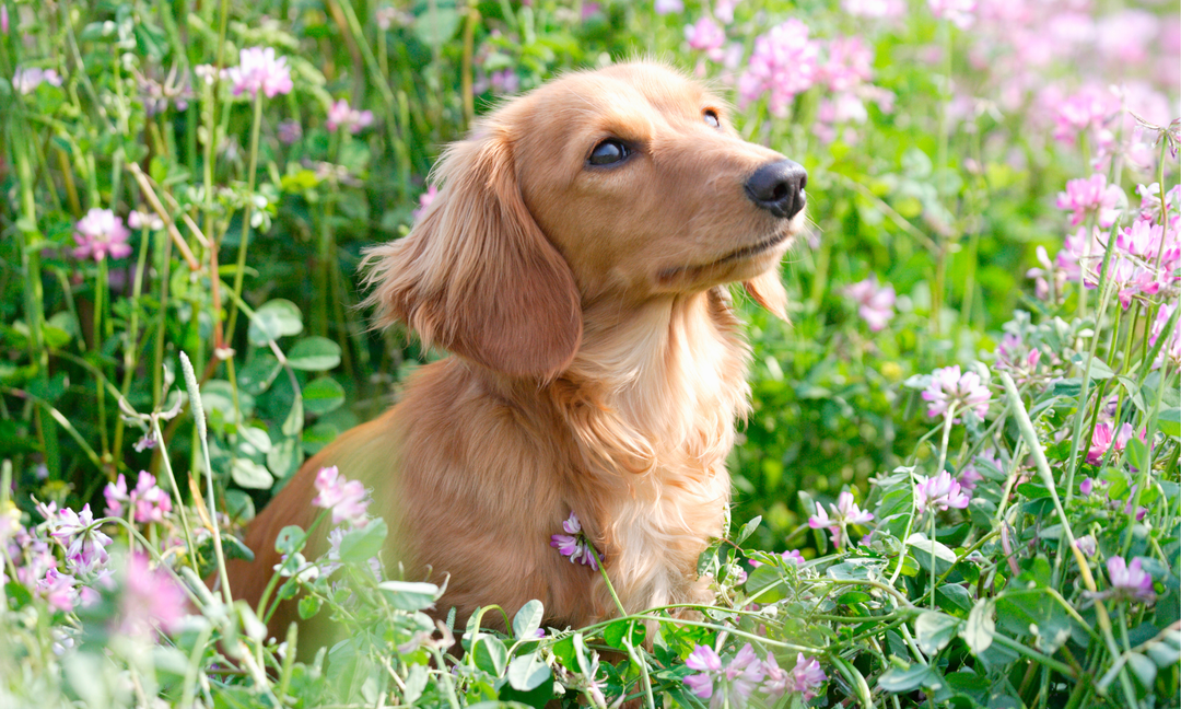 Best Vitamins for Dachshunds: Supporting Joint, Gut and Skin Health
