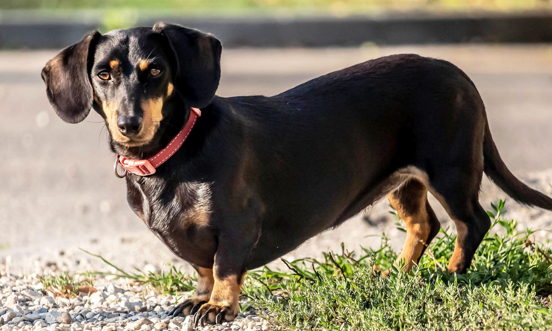 What Are the Best Gut Health Products for Dogs with Food Allergies?