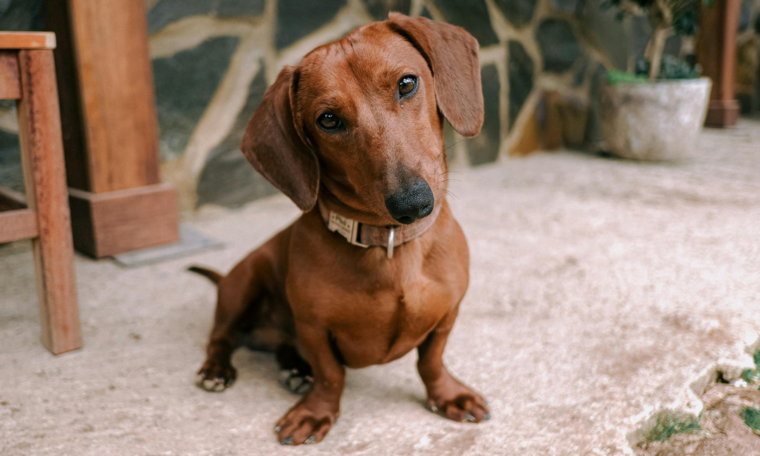 Best Vitamins for Dachshunds: Daily Support for Gut, Skin & Joints