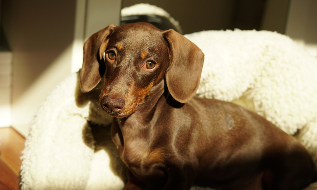 Dachshund Health Guide: Supporting Back Strength, Digestion and Skin Naturally