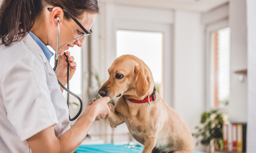 Why Dachshunds Are Prone to Digestive Issues (And How to Help)