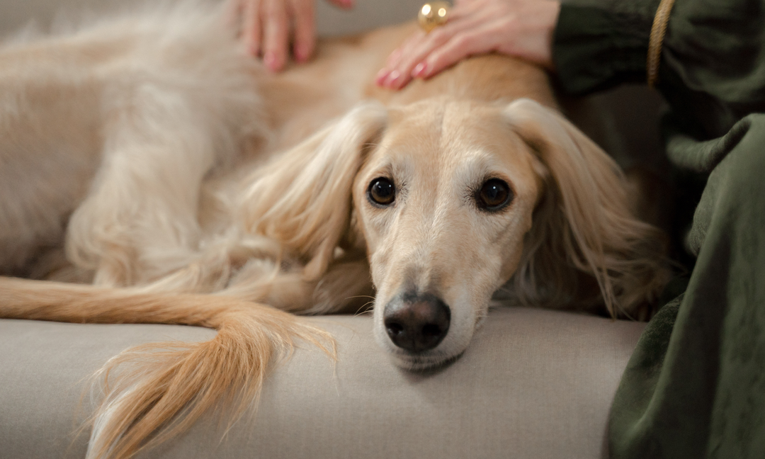 Arthritis Vitamins for Dogs: Easing Stiffness in Senior Pups