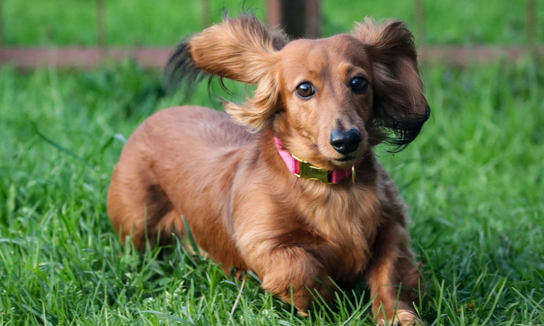 Dachshund Puppies: How to Protect Their Spine, Gut and Skin from the Start