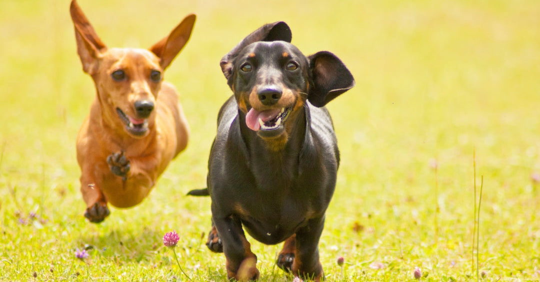 How Our Dachshund Formula Supports Your Dog's Health from Nose to Tail