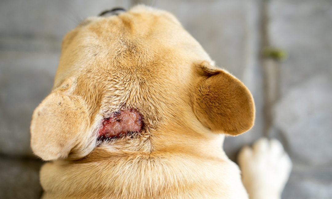 Is Your Dog Reacting to Grass? How to Manage Grass Allergies in Dogs Naturally