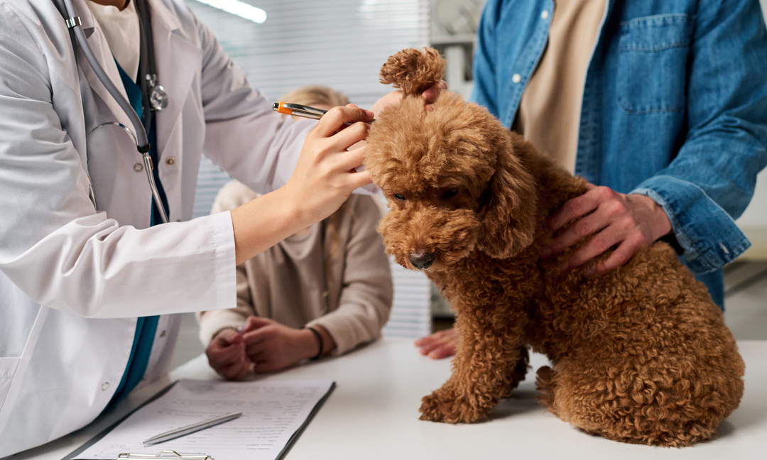 Dog Allergies Treatment: How Gut Health Can Help Calm Itchy Skin and Inflammation