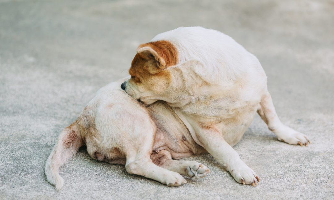 Dogs showing signs of itchy skin