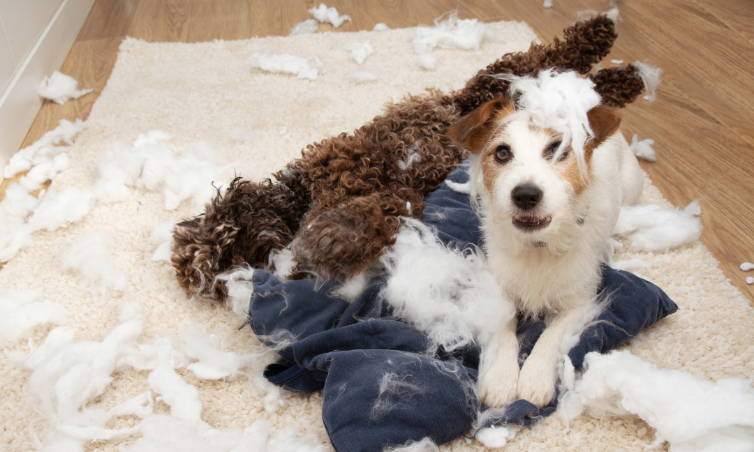 A dog’s destructive behavior when left alone