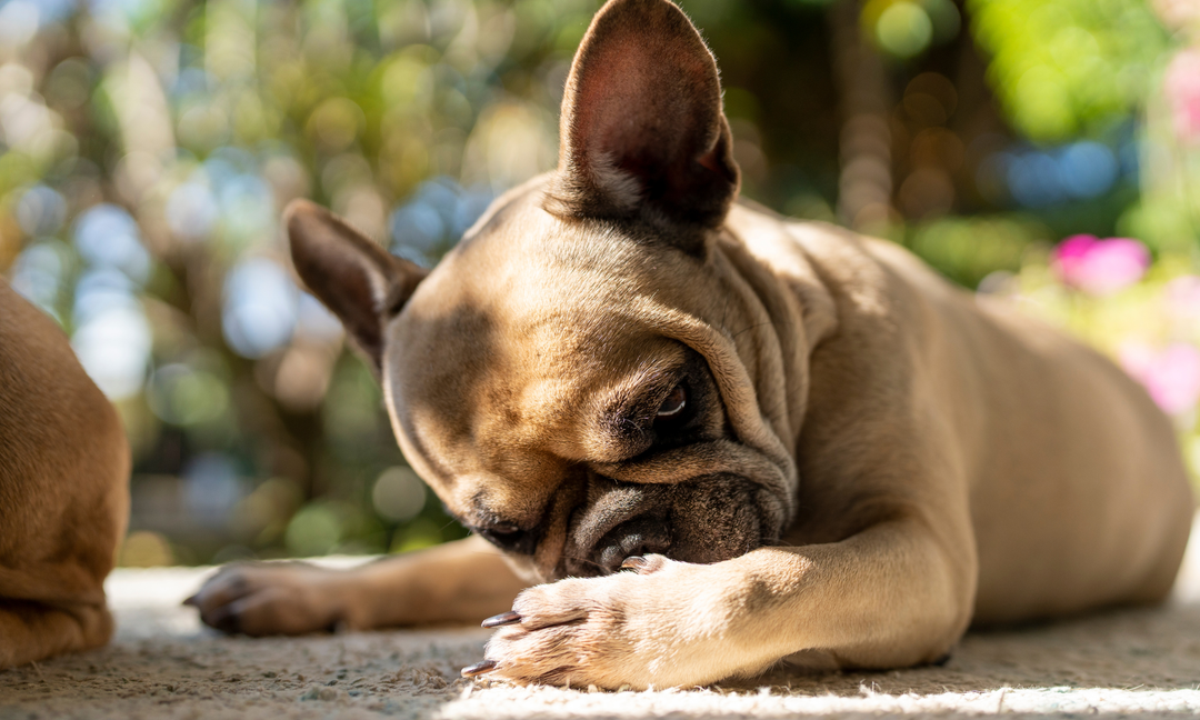 Dogs with Itchy Skin and Allergies: Why Gut Health Supplements Matter More Than You Think
