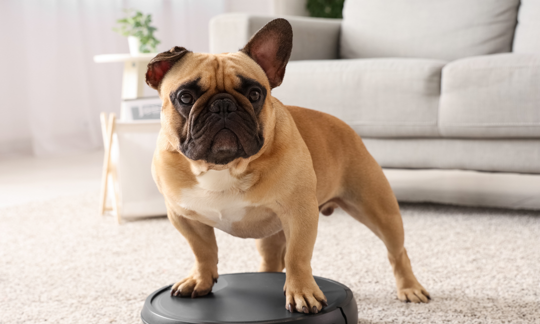 Best Prebiotic and Probiotic Supplements for Dogs with Sensitive Digestion