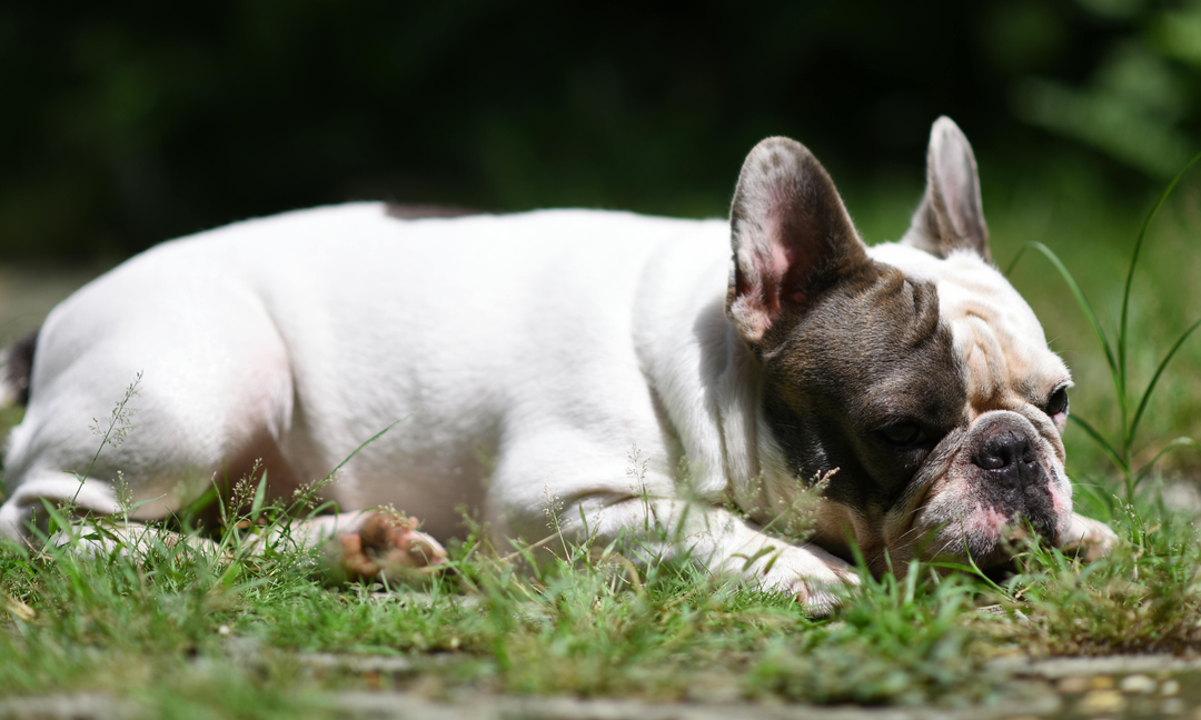 Grass Allergies in Dogs: Signs, Triggers and How to Support Dogs Allergic to Grass