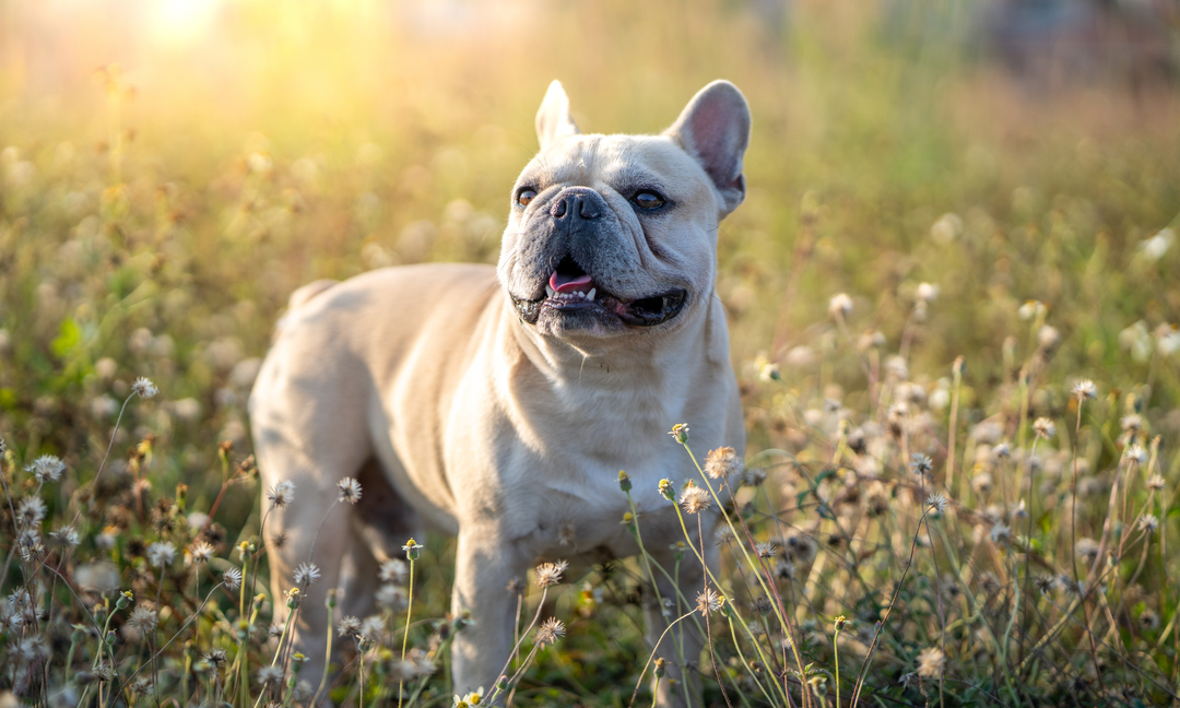 French Bulldog Health Guide: Gut Health, Skin Support and Daily Multivitamins Explained
