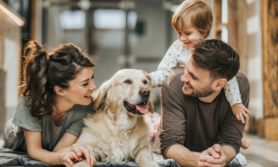 A Guide to Dog Nutrition for Anxiety, Joint Support, and Skin Health