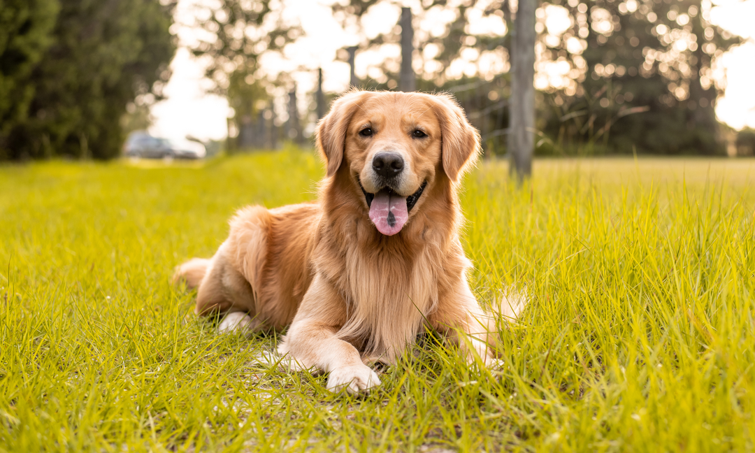 Daily Dog Vitamins Explained: Supporting Your Pooch's Health from the Inside Out