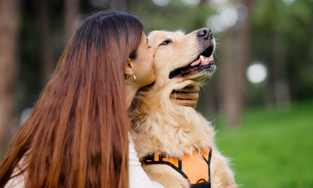 Golden Retriever Joint Care: Supporting Hips and Mobility as They Age