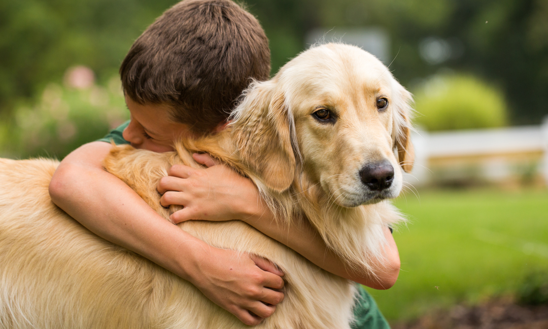 What's Missing from Your Dog's Diet? How Multivitamin Powder Complements Dog Food for Allergies