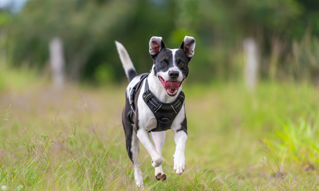 The Gut–Skin Axis in Dogs: How Poor Digestion Affects Itching, Shedding, and Mood