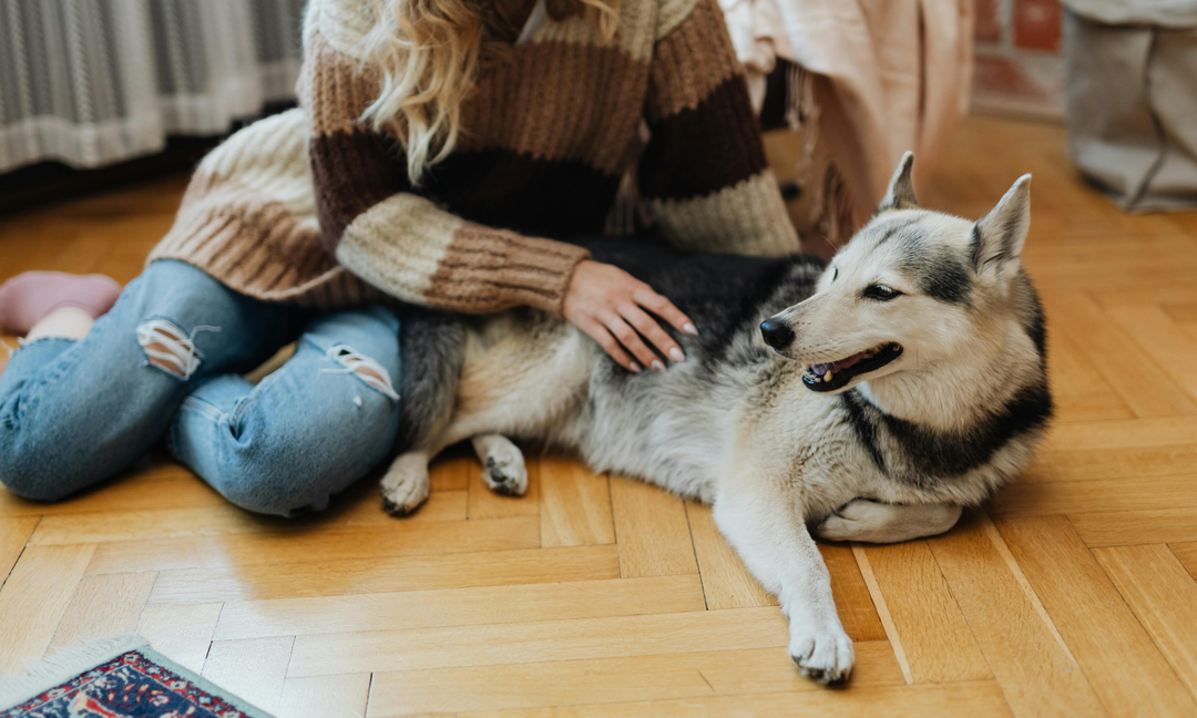 Dog Anxiety Treatment: Can Natural Probiotics Help Separation Anxiety in Dogs?