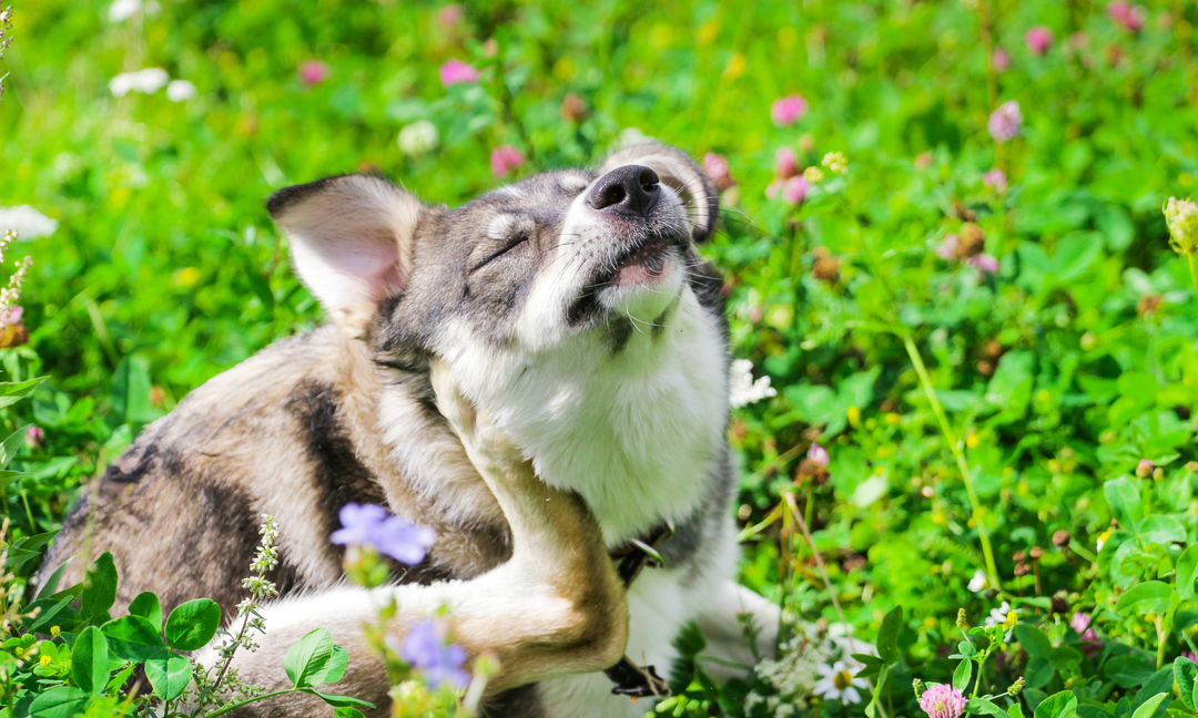 Dog Allergic to Grass? Signs, Causes and How to Help Dogs with Grass Allergies