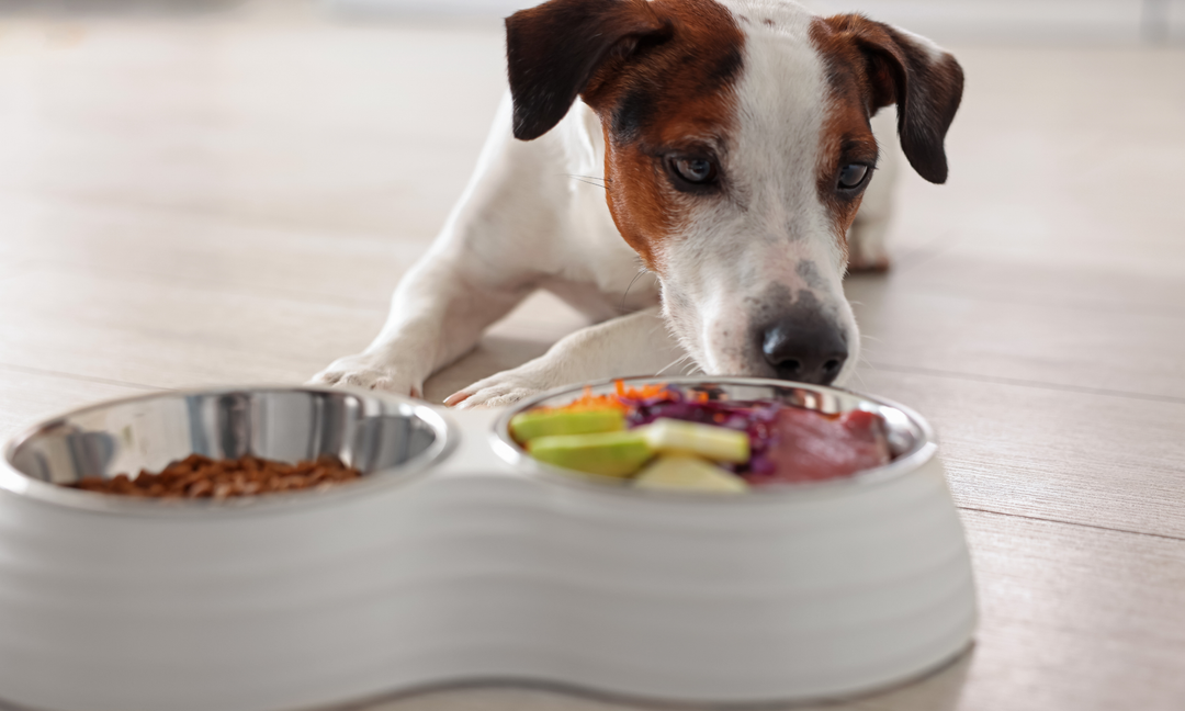 How Long Do Multivitamins Take to Work in Dogs? A Realistic Timeline for Pet Parents
