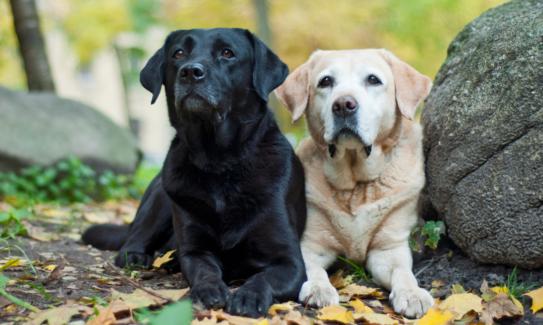 Why Labradors Need More Than Just Exercise to Stay Healthy