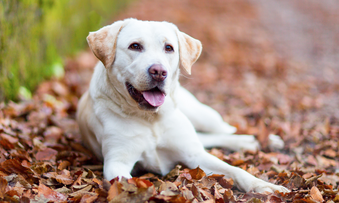 Best Prebiotics and Probiotics for Dogs: What Actually Improves Gut Health?