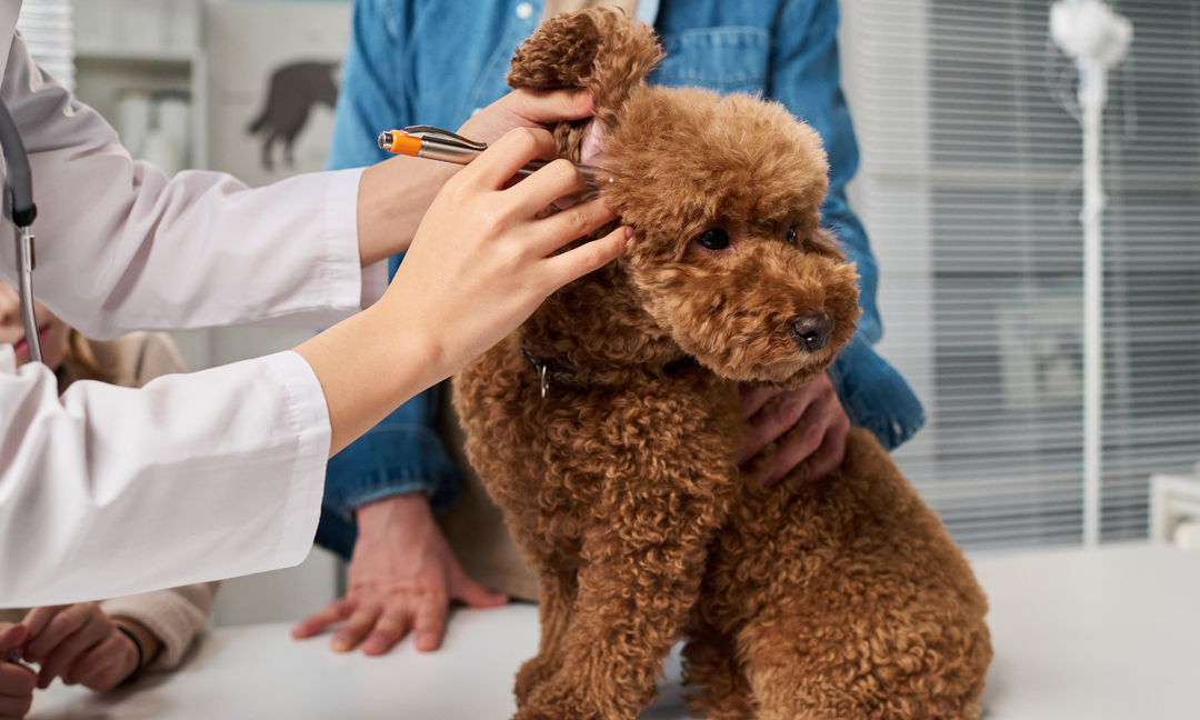 Dog Skin Allergy Symptoms: What's Normal and When to Take Action