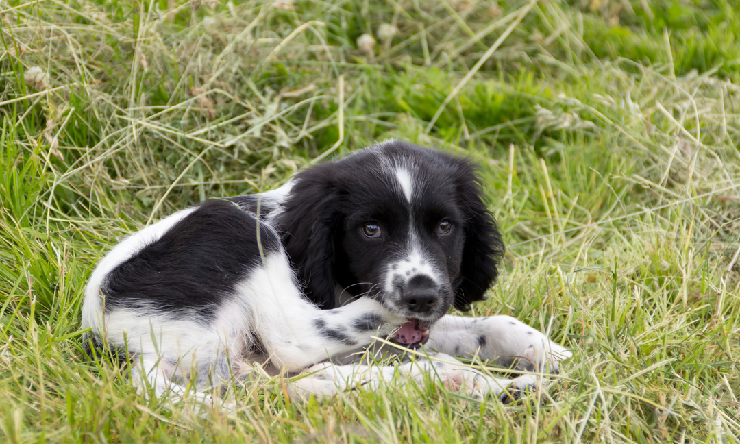 Dog licking and chewing its paw due to irritation, allergies, or discomfort.