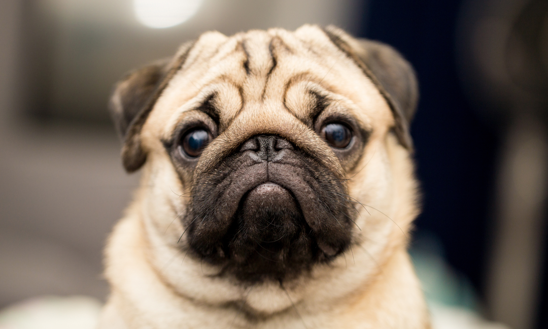 Pug Health Problems: Common Concerns and Prevention Tips
