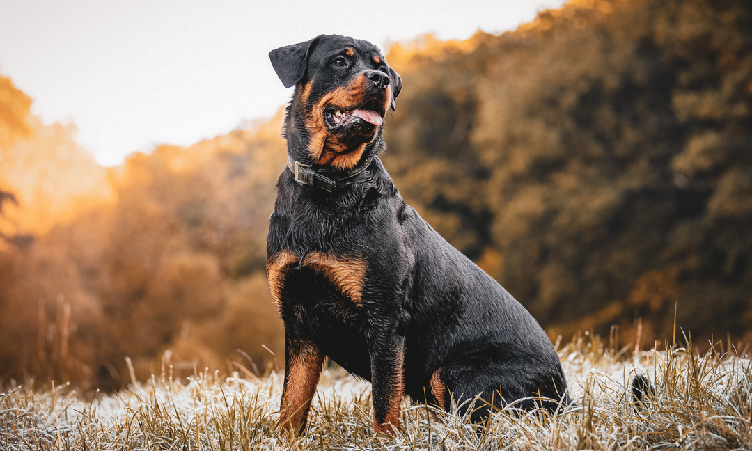 Rottweiler Joint Health: Supporting Strong Bones and Mobility