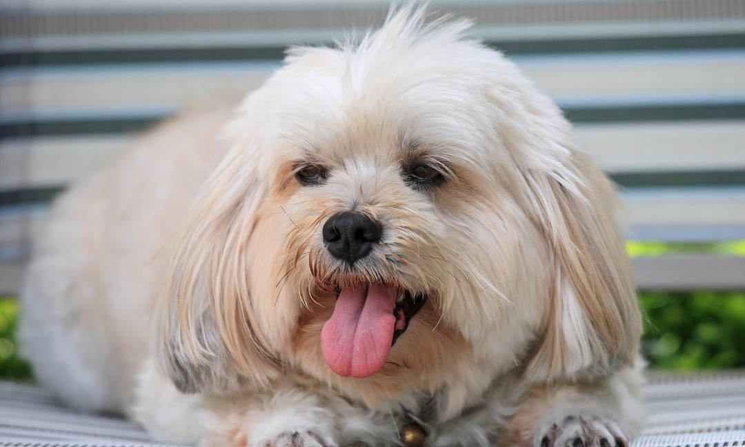 Shih Tzu Skin Care: Vitamins for Dry Skin and Sensitive Coats