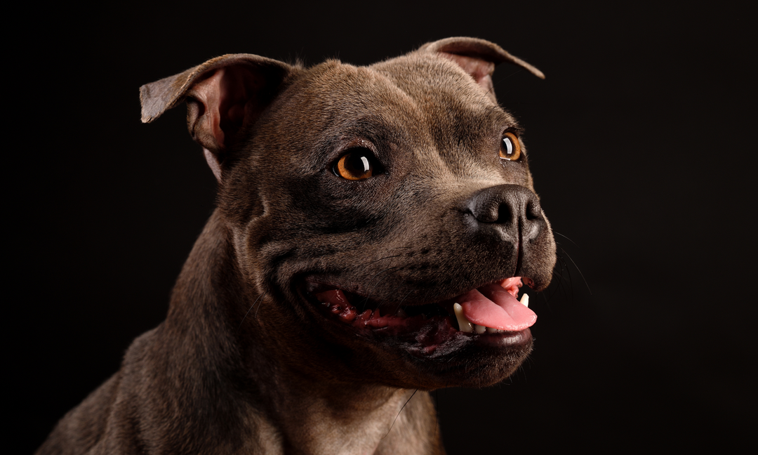 Close-up portrait of a happy Staffordshire Bull Terrier against a dark background, showing bright amber eyes and a friendly expression.