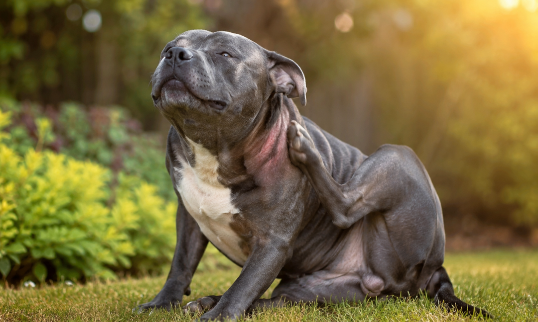 Is Your Staffy Constantly Scratching? The Gut Health Connection Explained