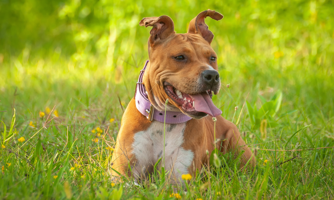 Supporting Gut Health in Staffies: The Foundation of Allergy Management