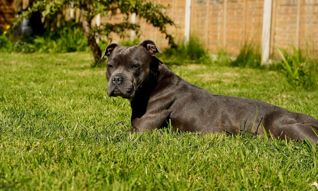Why Your Staffy Keeps Licking Their Paws?