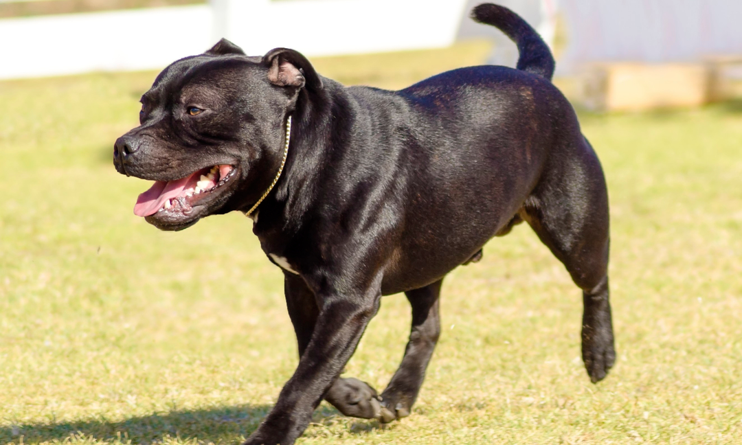 When Your Staffy Keeps Scratching: Allergy Clues You Shouldn't Ignore