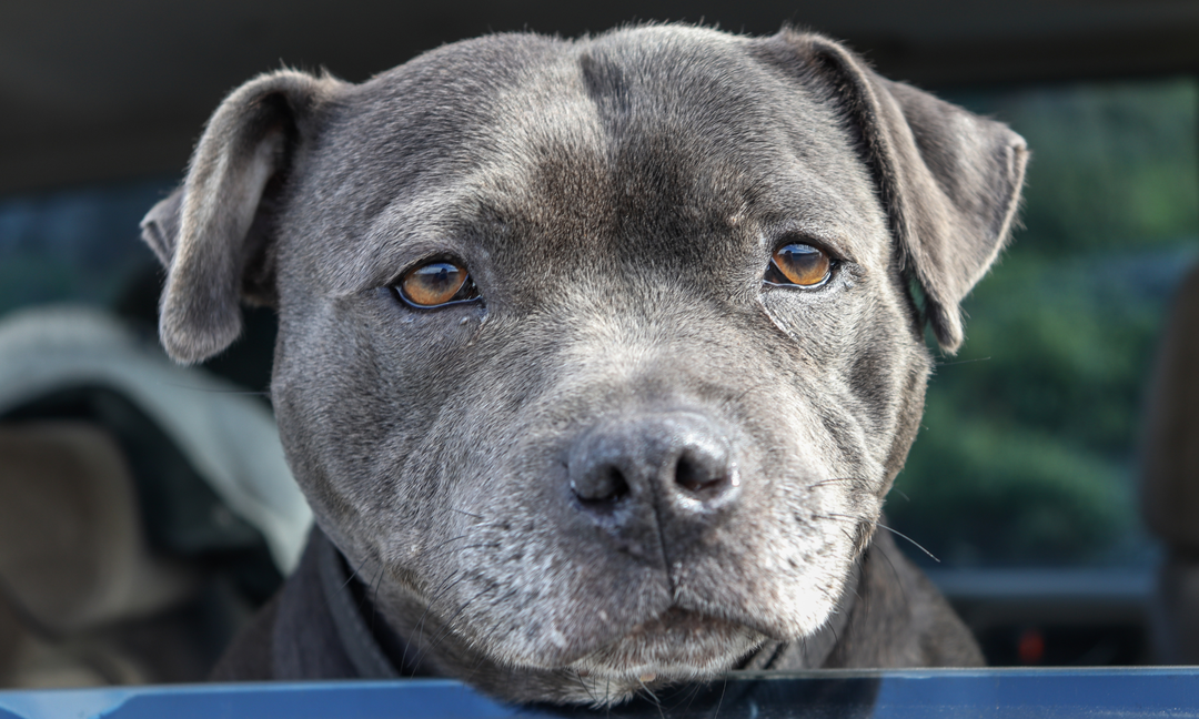 English Staffordshire Bull Terrier Health Guide: Allergies, Gut Health, and Nutrition