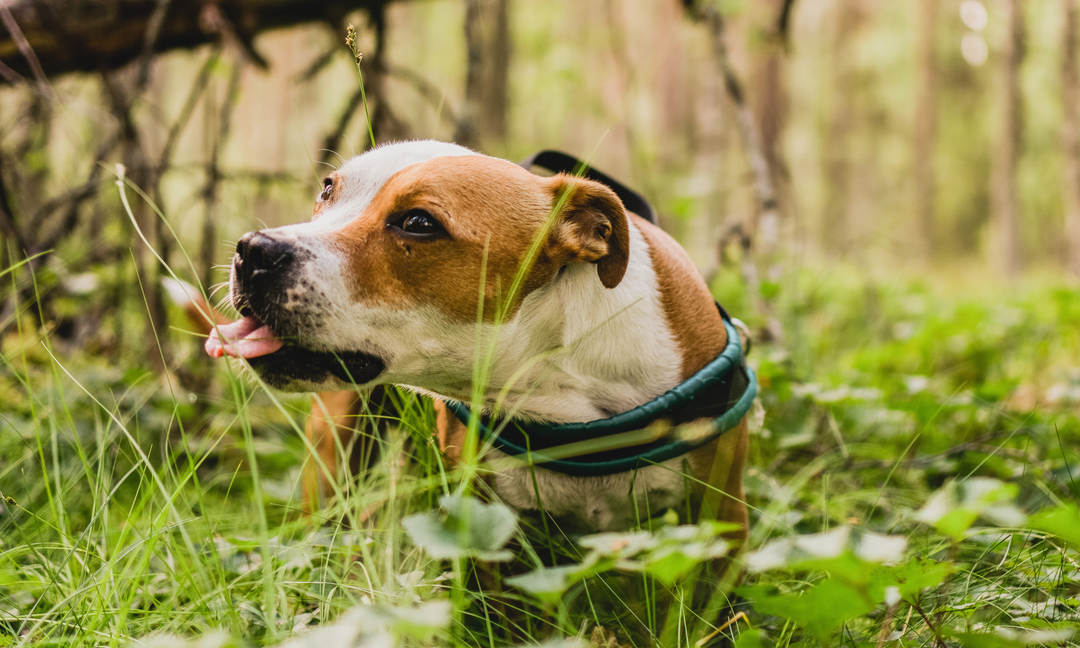 Food vs Environmental Allergies in Dogs: How to Tell What's Affecting Your Staffy