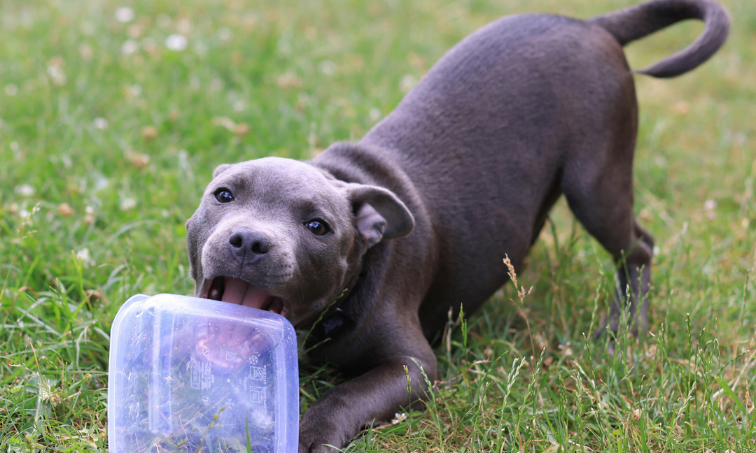 Why Staffy Puppies Can Show Allergy Signs Early and How to Support Them