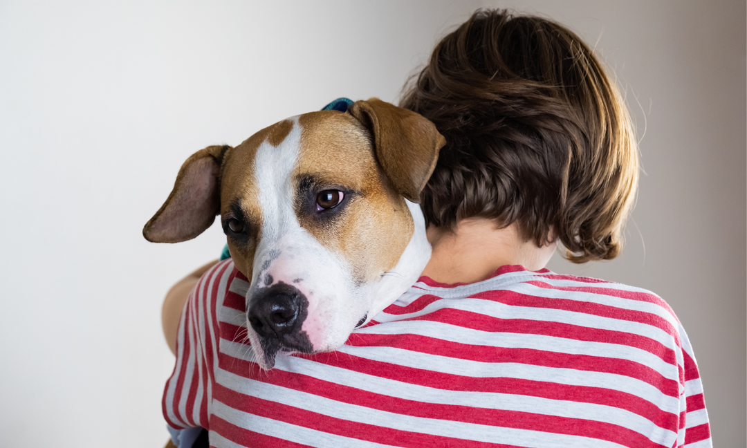 Symptoms of Depression and Anxiety in Dogs: What's Normal and What Needs Support