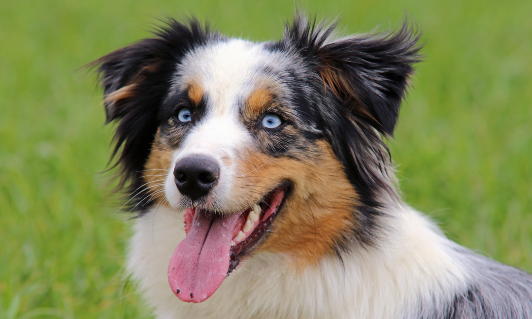 Australian Shepherd and Miniature Shepherd Puppies: Early Gut Health for Lifelong Wellbeing
