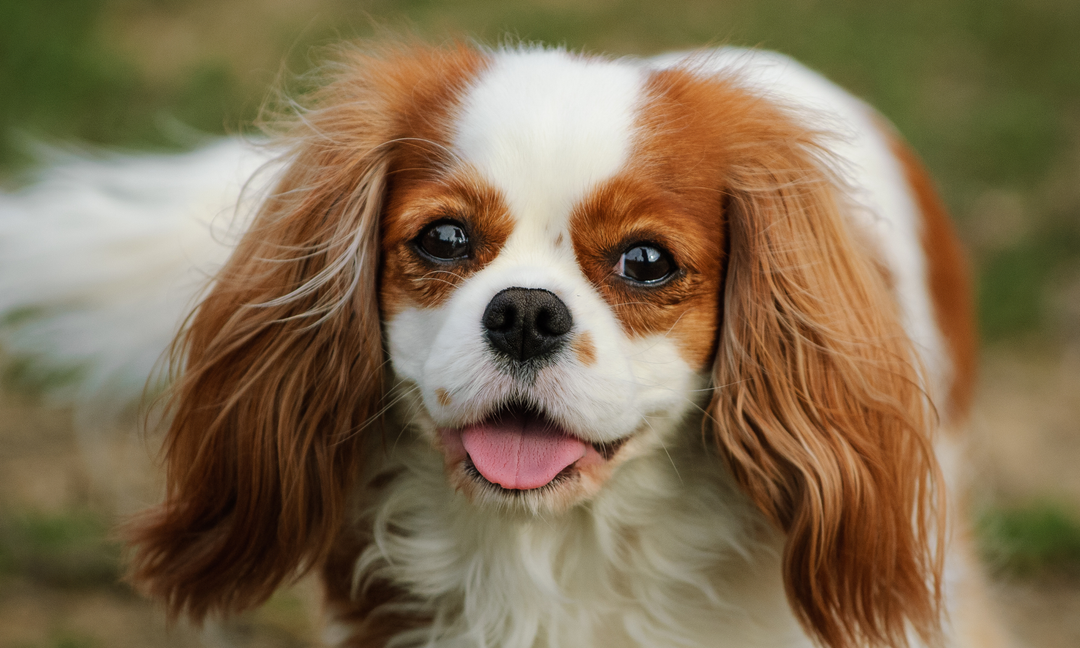 Cavalier King Charles Spaniel Health Issues: What Every Owner Should Know