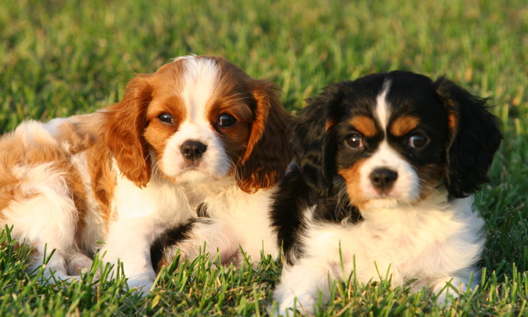 Best Daily Vitamins for Cavalier King Charles Spaniels